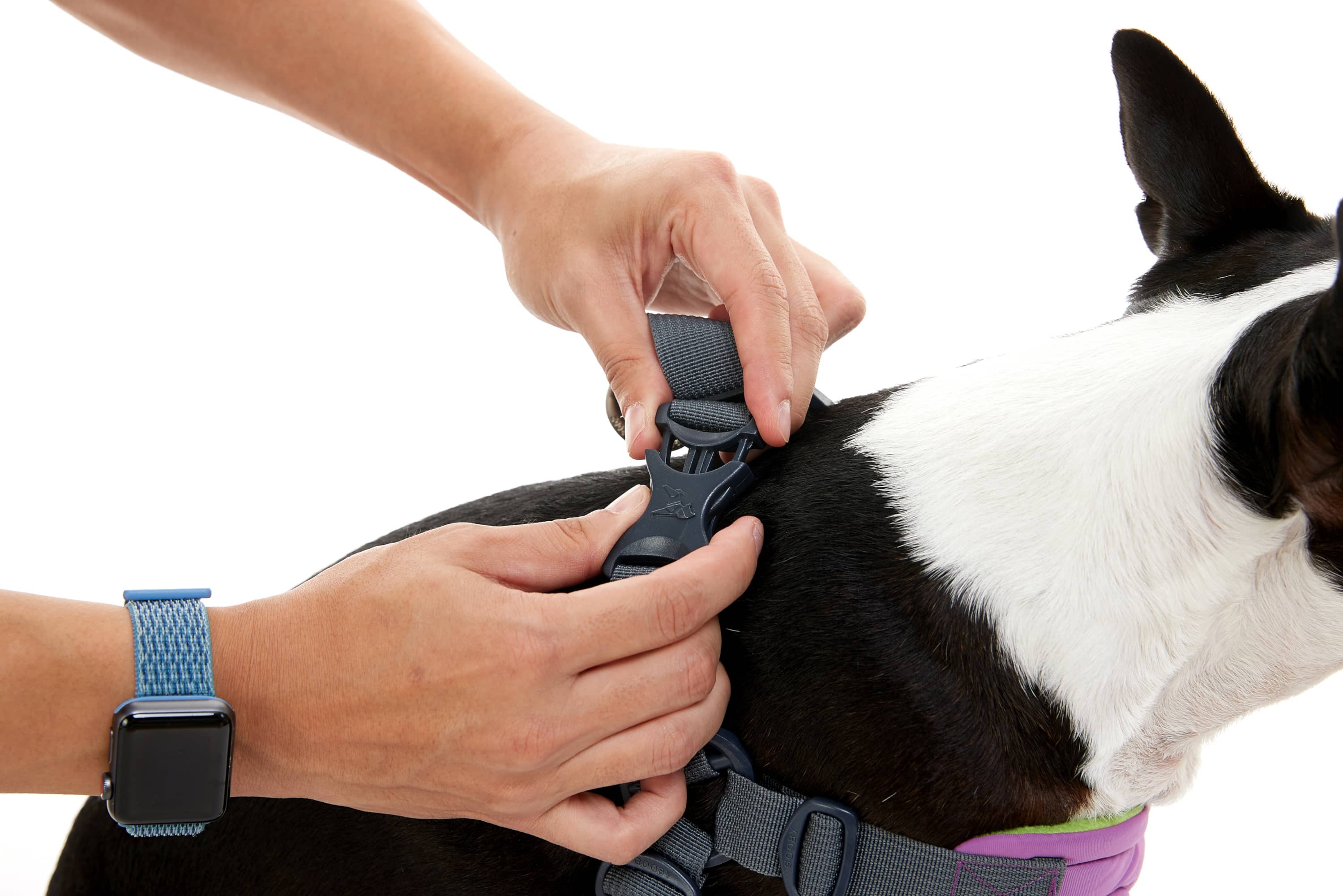 How To Put On A Dog Harness - STEP BY STEP 